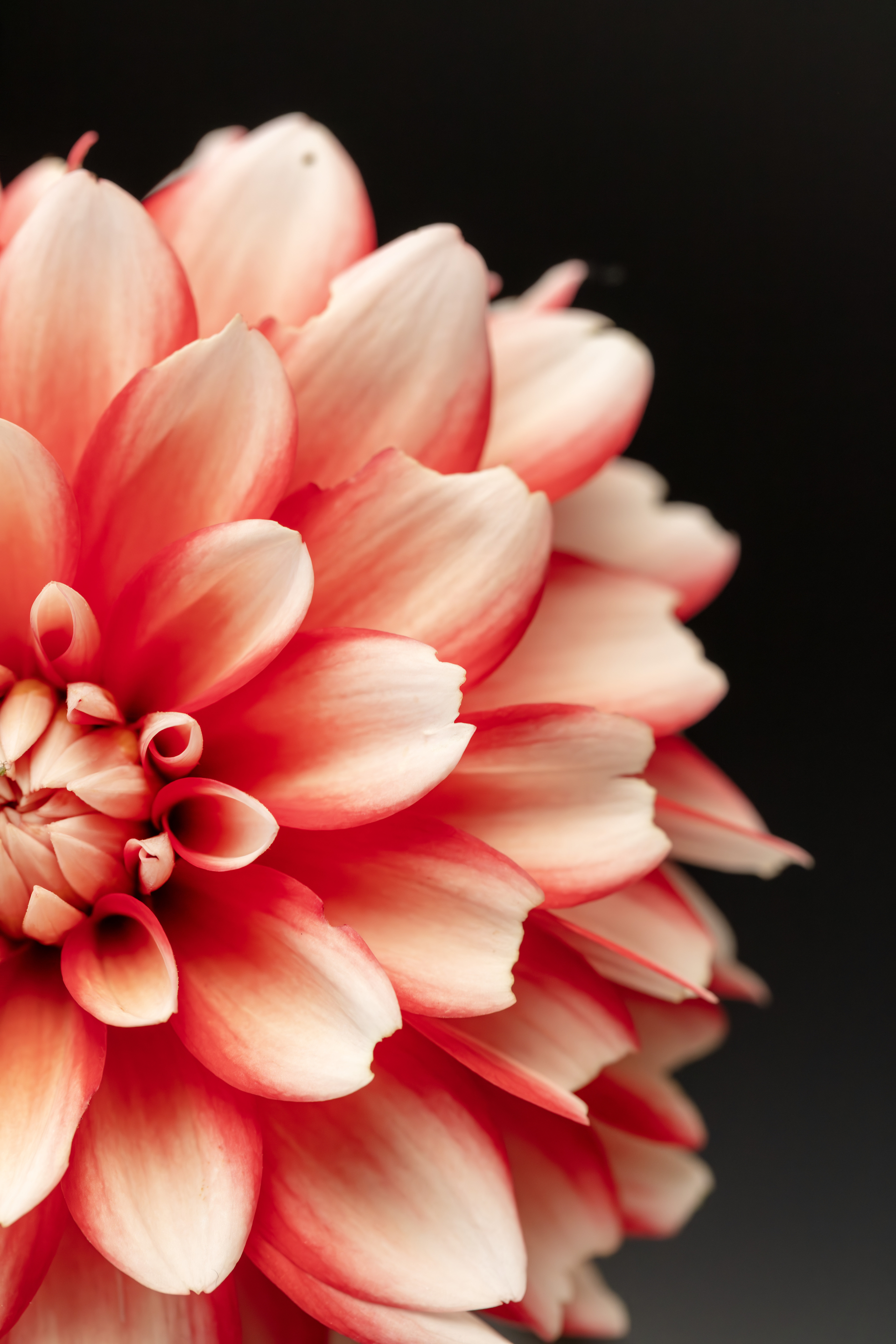 Dahlia 6649