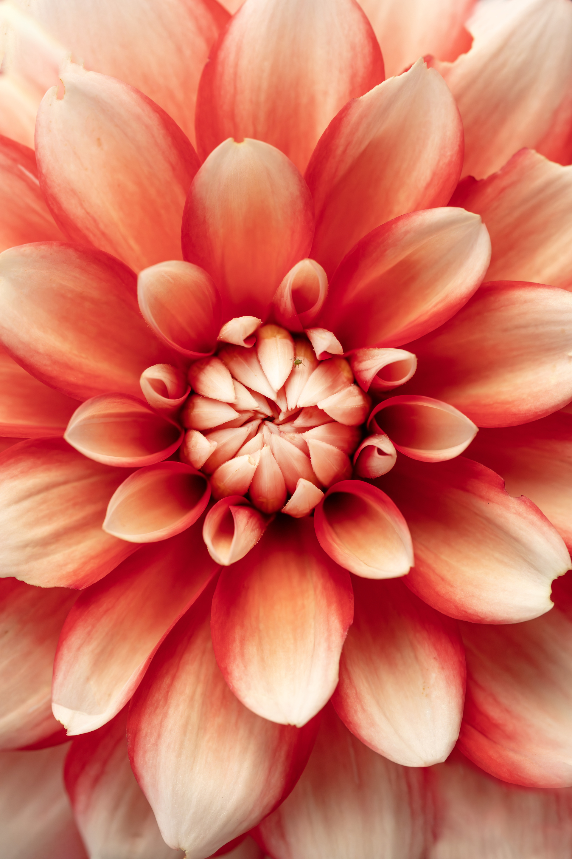 Dahlia 6651